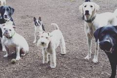 14676656_1784380501845487_5038986009694437376_n