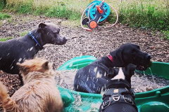 15057259_1226397217428623_3981339730255020032_n