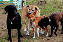 18252650_297449850710314_4906974949991776256_n