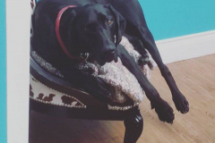 18298487_1240480962735232_4012723773546430464_n