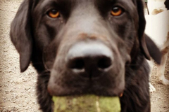 18380758_454028948268985_588260084027490304_n