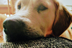 19121943_506712226329976_592337429625569280_n