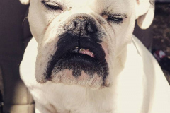 19226982_1889049454694653_7528397639126089728_n