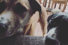 21689068_537379576654020_3450721049392447488_n-2