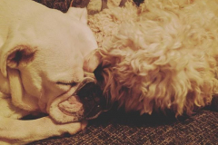 21819547_349196862190524_6014316797069623296_n-2