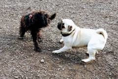 21985415_1174008619399087_6917223183019933696_n