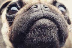 22709493_898134333669182_6905916453979947008_n-2