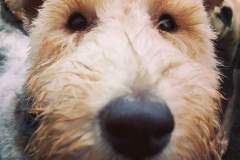 22794405_1851205205193700_146010144826720256_n