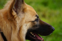 DSC01436-e1511213953987