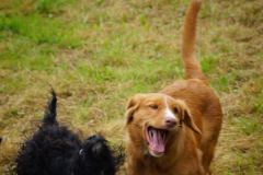 DSC02217-e1511214058799