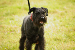 DSC02235-1-e1511214530929