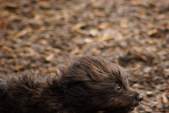 Maggie-e1511270196519