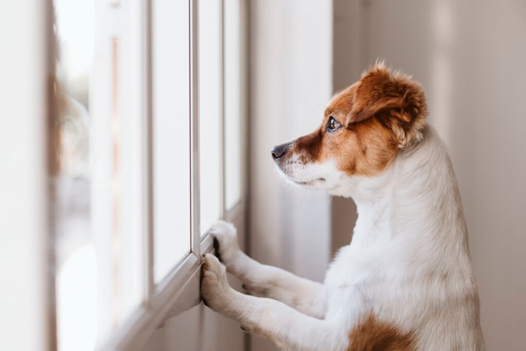 separation anxiety in dogs