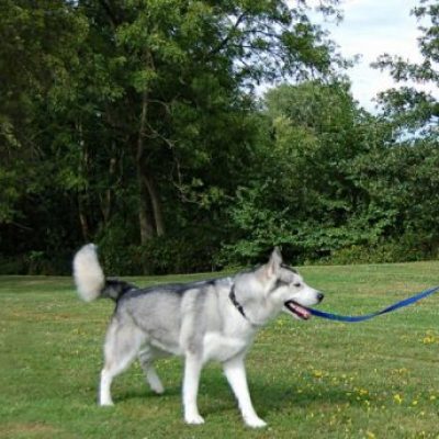 tra_1_1 dog services south east